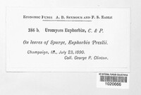 Uromyces euphorbiae image